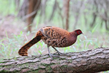 Bakır sülün (Syrmaticus soemmerringii) ssp.soemmerringii, Kuzey Kyushu alt türü, Japonya