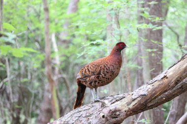 Bakır sülün (Syrmaticus soemmerringii) ssp.soemmerringii, Kuzey Kyushu alt türü, Japonya