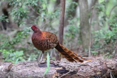 Bakır sülün (Syrmaticus soemmerringii) ssp.soemmerringii, Kuzey Kyushu alt türü, Japonya