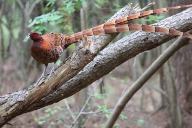 Bakır sülün (Syrmaticus soemmerringii) ssp.soemmerringii, Kuzey Kyushu alt türü, Japonya