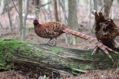 Bakır sülün (Syrmaticus soemmerringii) ssp.soemmerringii, Kuzey Kyushu alt türü, Japonya