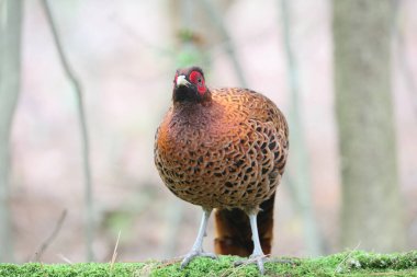 Bakır sülün (Syrmaticus soemmerringii) ssp.soemmerringii, Kuzey Kyushu alt türü, Japonya