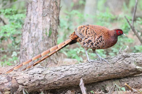 Copper Pheasant Syrmaticus Soemmerringii Ssp Soemmerringii North Kyushu Subspecies Japan — Stock Photo, Image