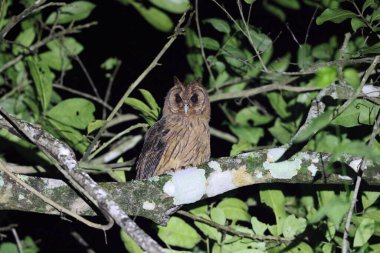 Jamaika 'da Jamaika baykuşu (Asio grammicus)