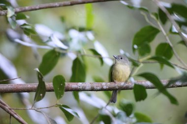 Jamaika 'daki Mavi Dağ Vireosu (Vireo osburni)