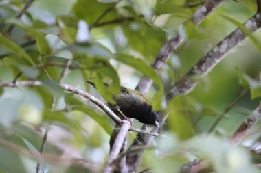 Sarı omuzlu çekirge (Loxipasser anoxanthus), Jamaika 'ya özgü bir tür.