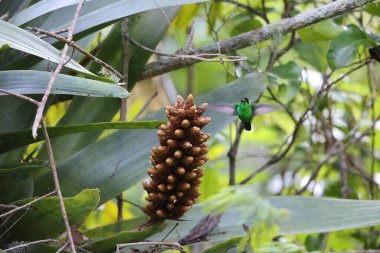 Jamaika 'da kırmızı gagalı kuyruk (Trochilus polytmus)