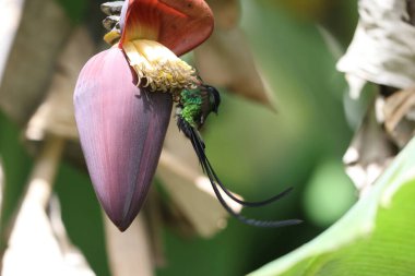 Jamaika 'da kırmızı gagalı kuyruk (Trochilus polytmus)