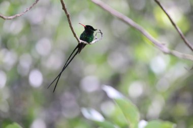 Jamaika 'da kırmızı gagalı kuyruk (Trochilus polytmus)