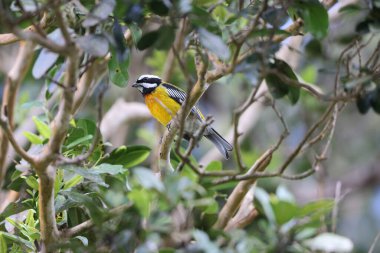 Jamaika 'da Jamaika Milli Takımı (Spindalis nigricephala)