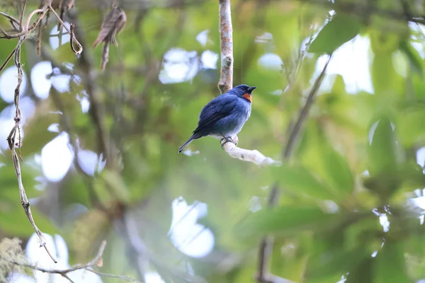 ジャマイカに固有種の鳥類であるオレンジケ Euneornis Campestris — ストック写真