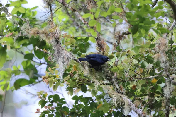 ジャマイカの固有種の一つであるジャマイカの黒鳥 Neopsar Nigerrimus — ストック写真