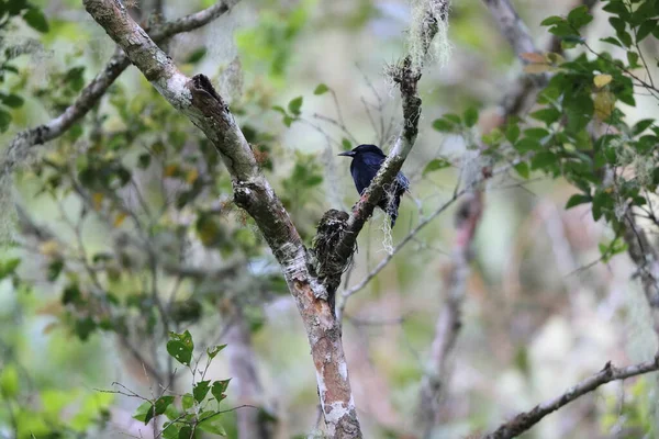 ジャマイカの固有種の一つであるジャマイカの黒鳥 Neopsar Nigerrimus — ストック写真