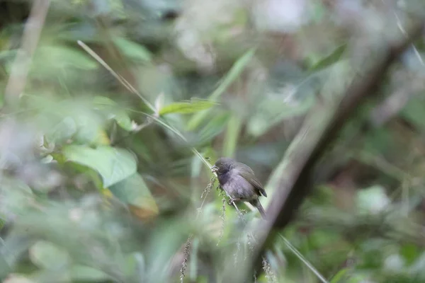 Желтоплечий Пастбище Loxipasser Anoxanthus Один Ямайских Эндемичных Видов — стоковое фото