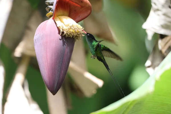 자메이카에서 줄무늬 아메리카 Trochilus Polytmus — 스톡 사진