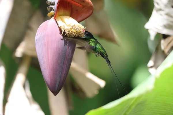 Rotschnabelstrohschwanz Trochilus Polytmus Jamaika — Stockfoto
