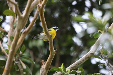 Jamaika 'da Jamaika Milli Takımı (Spindalis nigricephala)