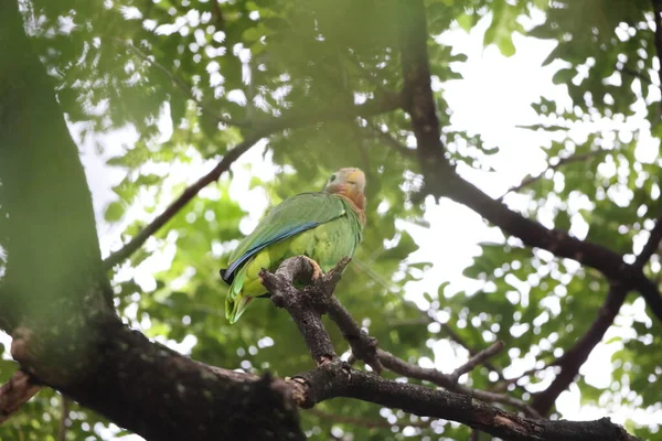 黄嘴鹦鹉 Amazona Collaria 又称黄嘴鹦鹉或牙买加鹦鹉 — 图库照片