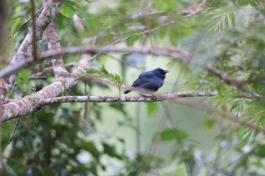 Orangequit (Euneornis campestris), Jamaika 'ya özgü bir kuş. 