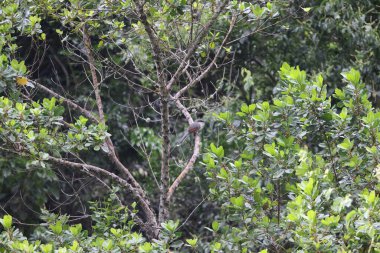 Jamaika kertenkelesi guguk kuşu (