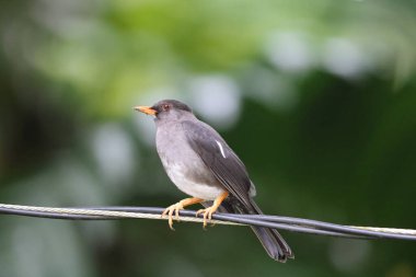 White-chinned thrush or hopping Dick (Turdus aurantius), one of Jamaican endemic species