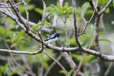 Jamaika 'da siyah boğazlı mavi ötleğen (Setophaga caerulescens)