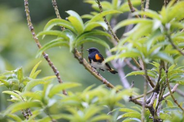 Jamaika 'da Amerikalı Redstart (Setophaga ruticilla) erkek