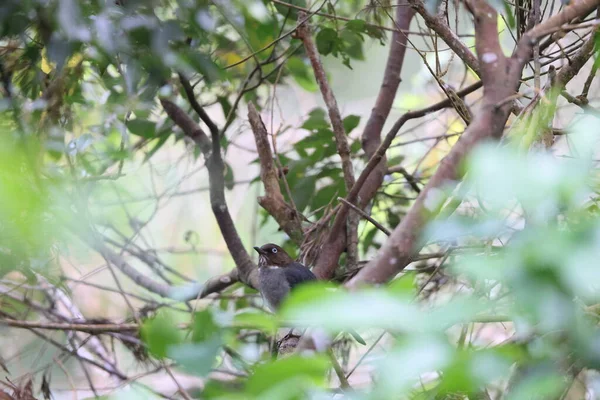 Die Weißaugendrossel Turdus Jamaicensis Ist Eine Vogelart Aus Der Familie — Stockfoto