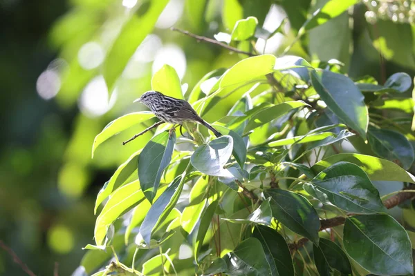 Warbler Dendroica Phareta Один Ямайських Ендеміків — стокове фото
