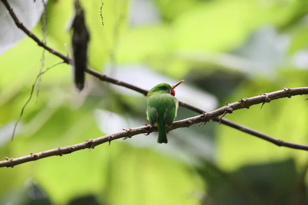 Jamaican Tody Todus Todus Ένα Από Μικρότερα Πουλιά Στον Κόσμο — Φωτογραφία Αρχείου