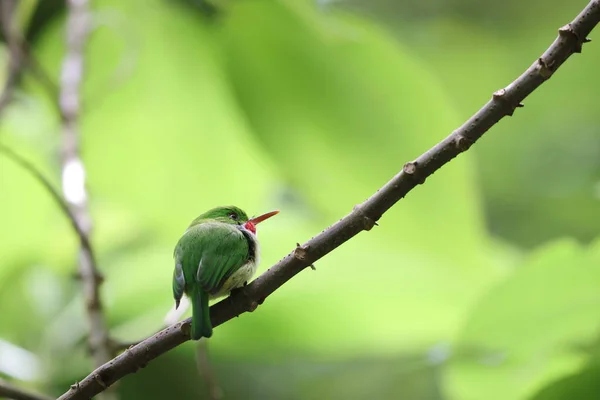 Jamaika Todisi Todus Todus Dünyanın Küçük Kuşlarından Biridir — Stok fotoğraf