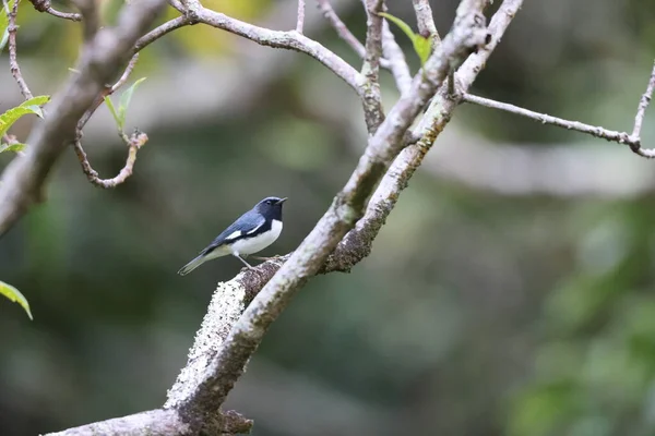 Черногорлая Синяя Пеночка Setophaga Caerulescens Ямайке — стоковое фото
