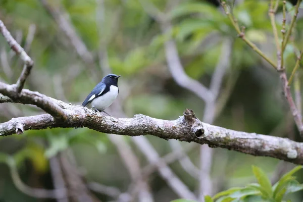 Чорногорлий Синій Феєрверк Setophaga Caerulescens Ямайці — стокове фото