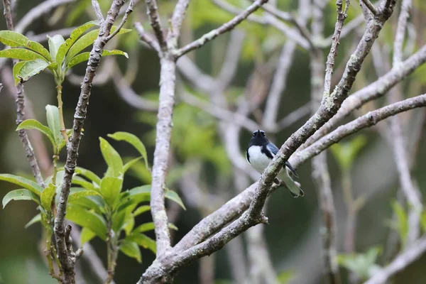 Чорногорлий Синій Феєрверк Setophaga Caerulescens Ямайці — стокове фото