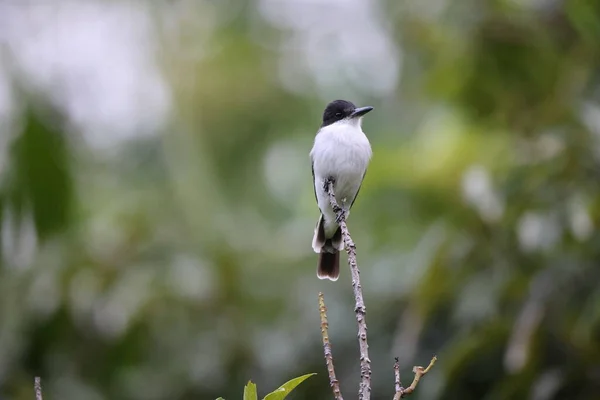 ジャマイカのLoggerhead Kingbird Tirannus Caudfasciatus — ストック写真