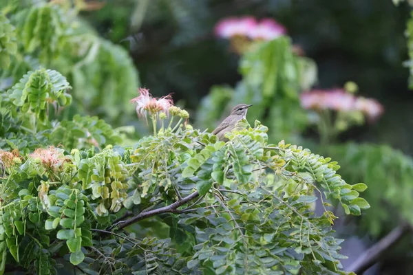 Palmrohrsänger Setophaga Palmarum Ist Ein Kleiner Singvogel Aus Der Familie — Stockfoto