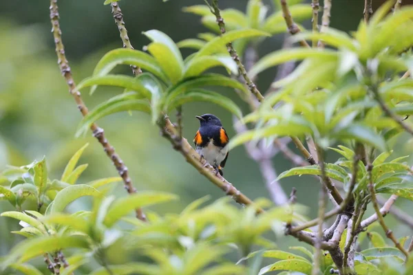 牙买加的美洲红火蚁 Setophaga Ruticilla — 图库照片