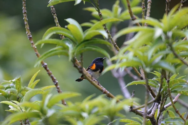 American Redstart Setophaga Ruticilla Masculino Jamaica — Fotografia de Stock
