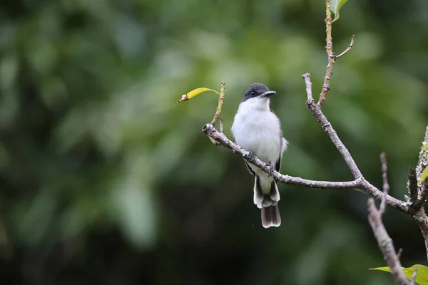 Loggerhead Kingbird Tyrannus Caudifasciatus Ямайці — стокове фото