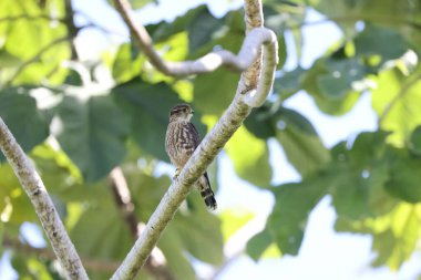Merlin (Falco columbarius columbarius) Kuzey Yarımküre 'de yaşayan küçük bir şahin türüdür.