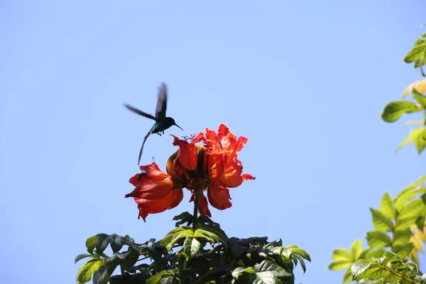 Koliber Czarnodzioby Trochilus Scitulus Gatunek Kolibra Rodziny Kolibrowatych Trochilinae — Zdjęcie stockowe