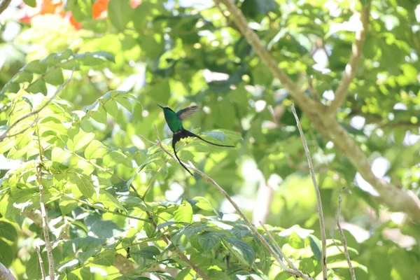 Der Schwarzschnabelstrohschwanz Trochilus Scitulus Ist Eine Kolibri Art Der Smaragde — Stockfoto