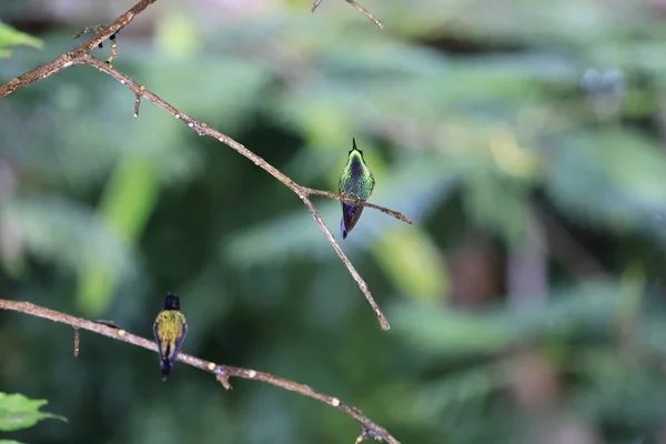 Siyah Gagalı Kuyruk Trochilus Scitulus Trochilinae Familyasından Trochilini Kabilesi Nde — Stok fotoğraf
