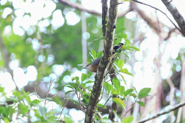 ジャマイカトカゲカッコウ Coccyzus Vetula カッコウ科カッコウ属の亜科CuculinaeであるPhaenichaeini族の鳥の一種です — ストック写真