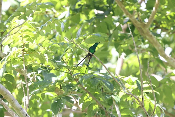 黑喙尾 Trochilus Scitulus 中的一种蜂鸟 是红辣椒亚科的一种 — 图库照片