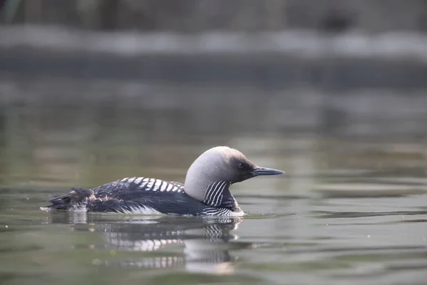 Pacific Loon Pacific Diver Gavia Pacifica Medium Sized Member Loon — Stock Photo, Image