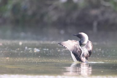 Pasifik dalgıcı (Gavia pacifica), dalgıçgiller (Cervidae) familyasından bir kuş türü..