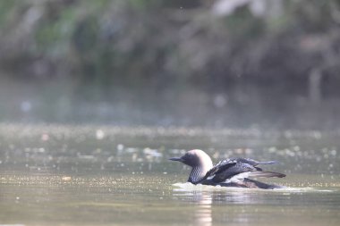 Pasifik dalgıcı (Gavia pacifica), dalgıçgiller (Cervidae) familyasından bir kuş türü..