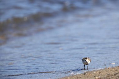 Japonya 'da kaşık gagalı çulluk (Calidris pigmaea), kritik tehlike altındaki türlerden biri.