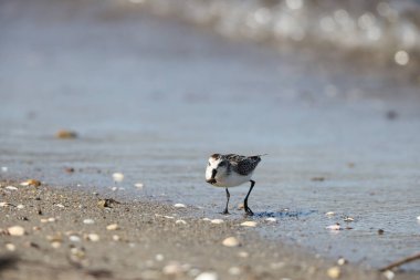 Japonya 'da kaşık gagalı çulluk (Calidris pigmaea), kritik tehlike altındaki türlerden biri.